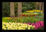 Keukenhof Hollandia 102